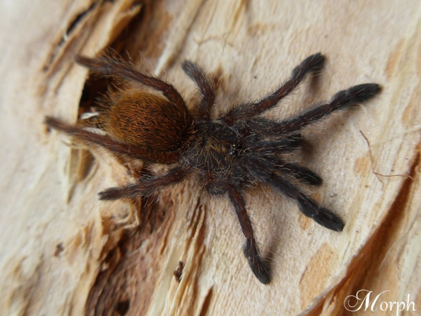 Pterinochilus murinus 'usambara' L3/4 (2cm) x10