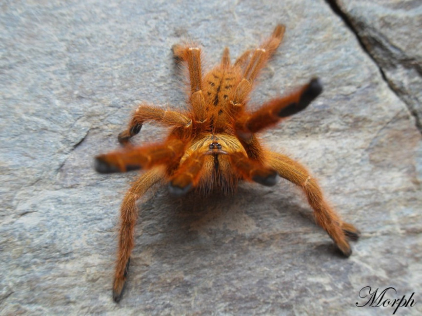 Pterinochilus murinus 'usambara' L3/4 (2cm) x10