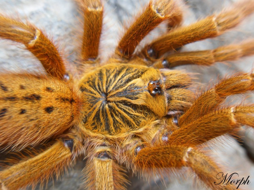 Pterinochilus murinus 'usambara' L3/4 (2cm) x10