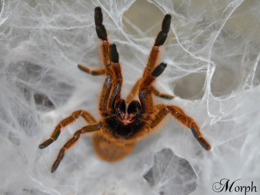 Pterinochilus murinus 'usambara' L3/4 (2cm) x10