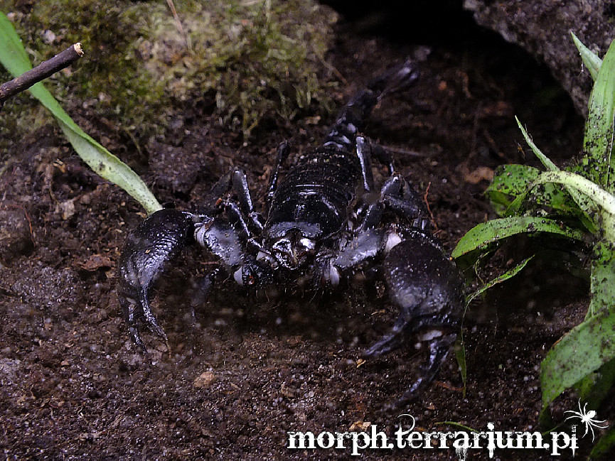 Heterometrus petersii - dorosłe sztuki