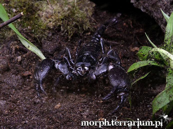 Heterometrus petersii - adult size