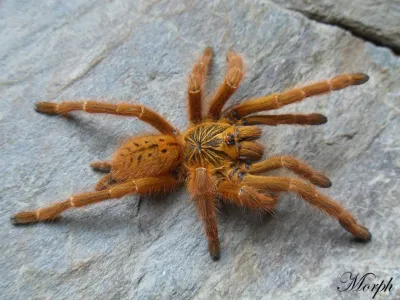 Pterinochilus murinus Usambara - ptasznik słoneczny | SpidersOnline.pl