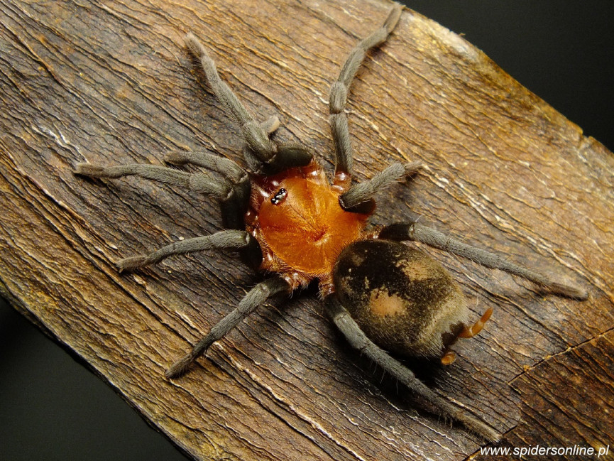 Bumba horrida SAMICA 1,5-2DC (3,5cm)