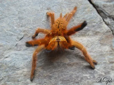 Pterinochilus murinus Usambara - ptasznik słoneczny | SpidersOnline.pl