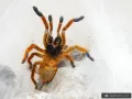 Pterinochilus murinus Usambara - ptasznik słoneczny | SpidersOnline.pl