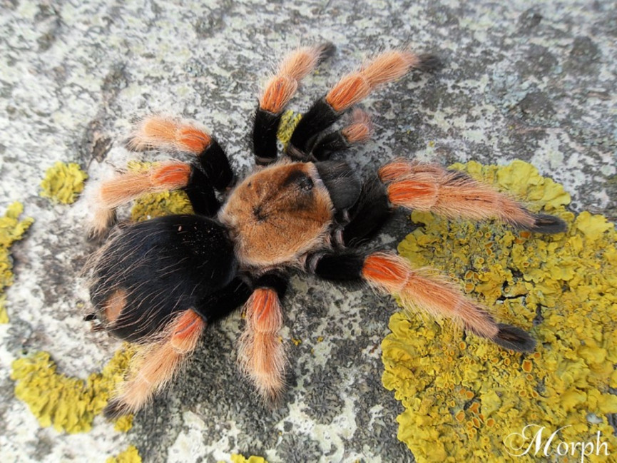 Brachypelma boehmei L1/2 (1cm)