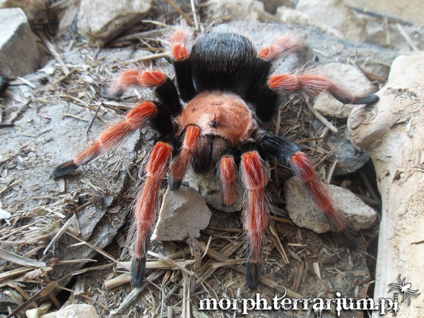 Brachypelma boehmei L1/2 (1cm)