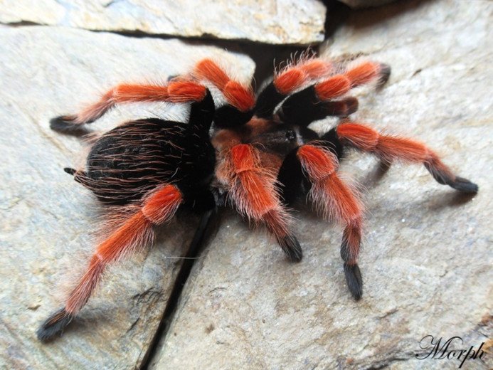 Brachypelma boehmei L1/2 (1cm)