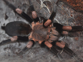 Haplocosmia himalayana L2 (1,5cm)