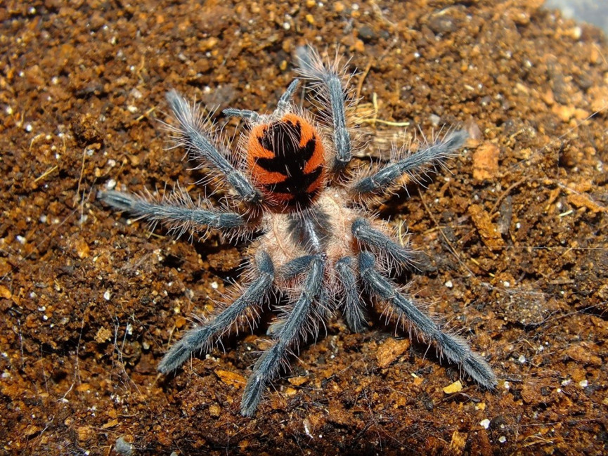 Pamphobeteus sp. Machalla L3 (2cm) x5