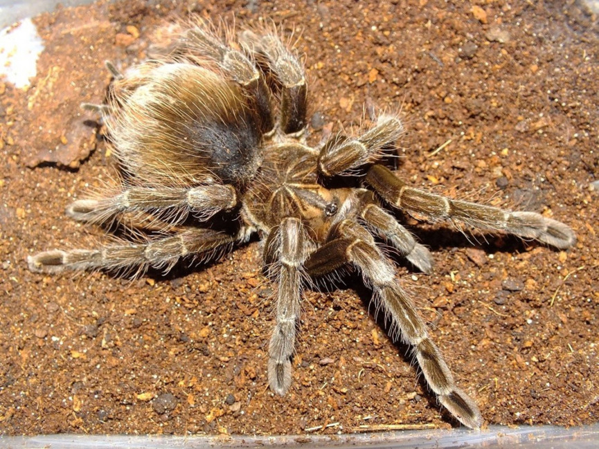 Pamphobeteus sp. Machalla L3 (2cm) x5