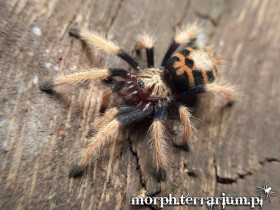 Chromatopelma cyaneopubescens L3 (2cm) x5