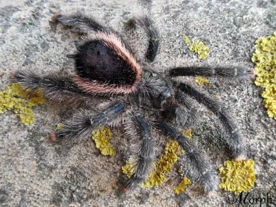 Avicularia juruensis M2 L3/4 (3cm)