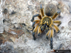 Harpactira pulchripes L2 (1,5cm)