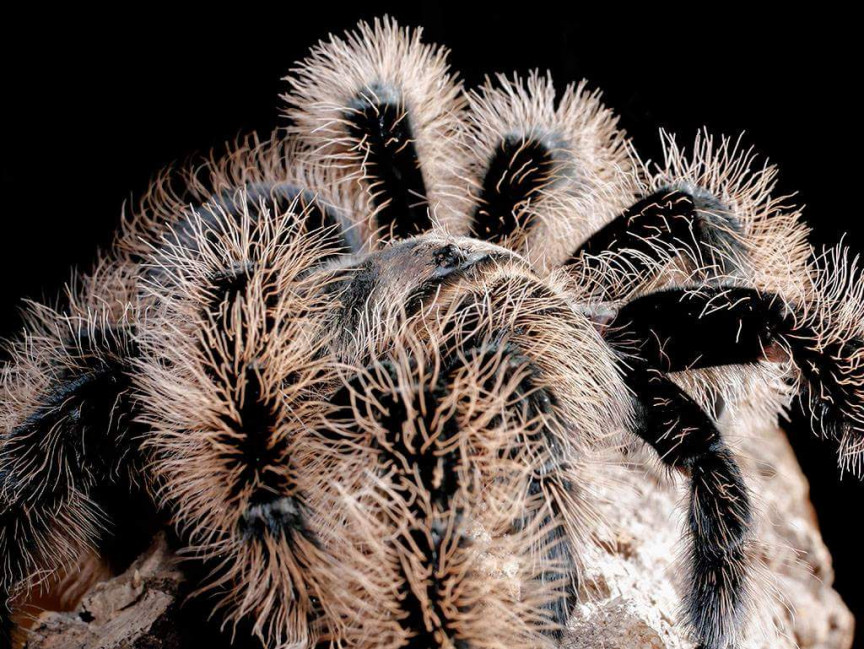 Brachypelma albopilosum 'NICARAGUA' L1 (1cm)