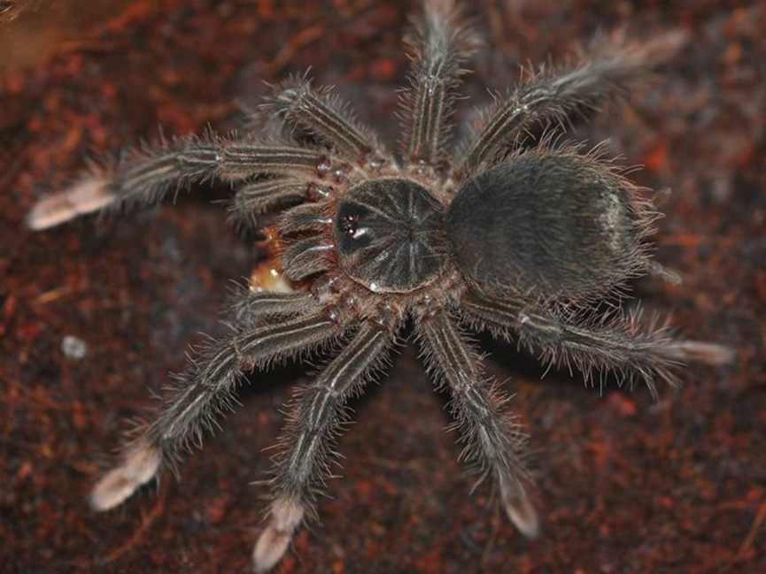 Theraphosa stirmi SAMICA 3DC (6cm)