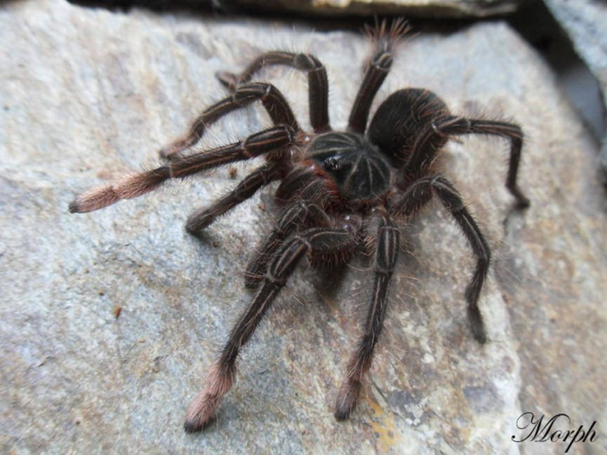 Theraphosa stirmi FEMALE 3DC (6cm)