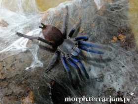 Chilobrachys dyscolus blue L3 (2cm)