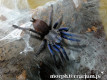 Chilobrachys dyscolus blue L3 (2cm) x10