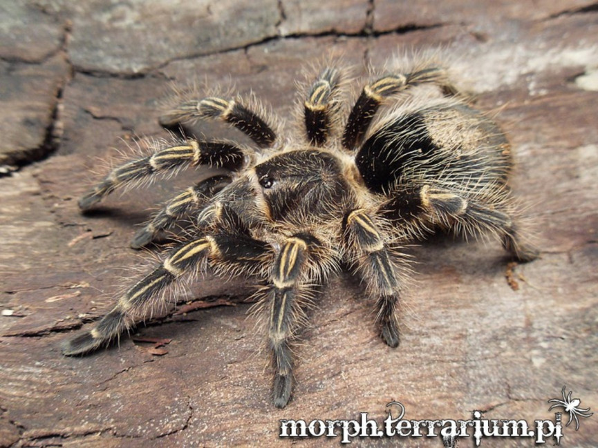 Grammostola pulchripes L3/4 (1,5cm) x10