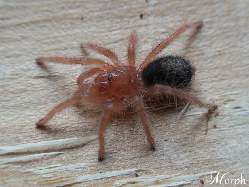 Grammostola pulchripes L3/4 (1,5cm) x10