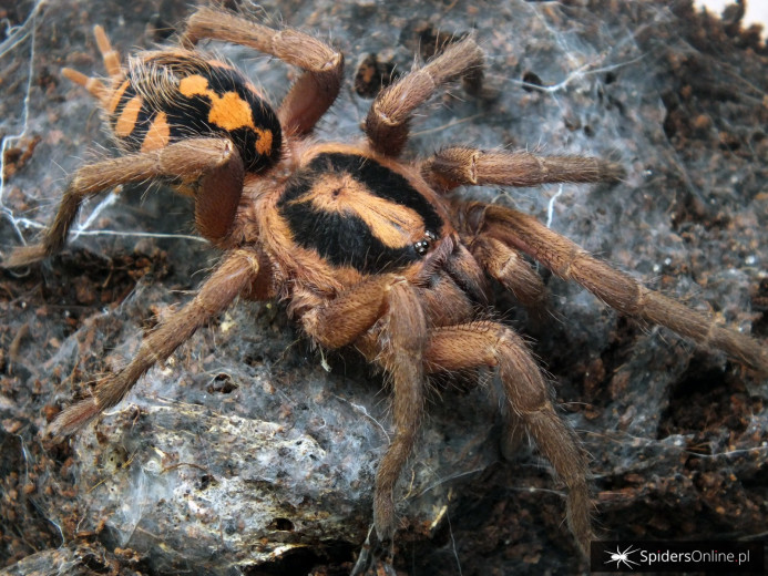 Hapalopus formosus 1-1,5DC (2,5cm)x10