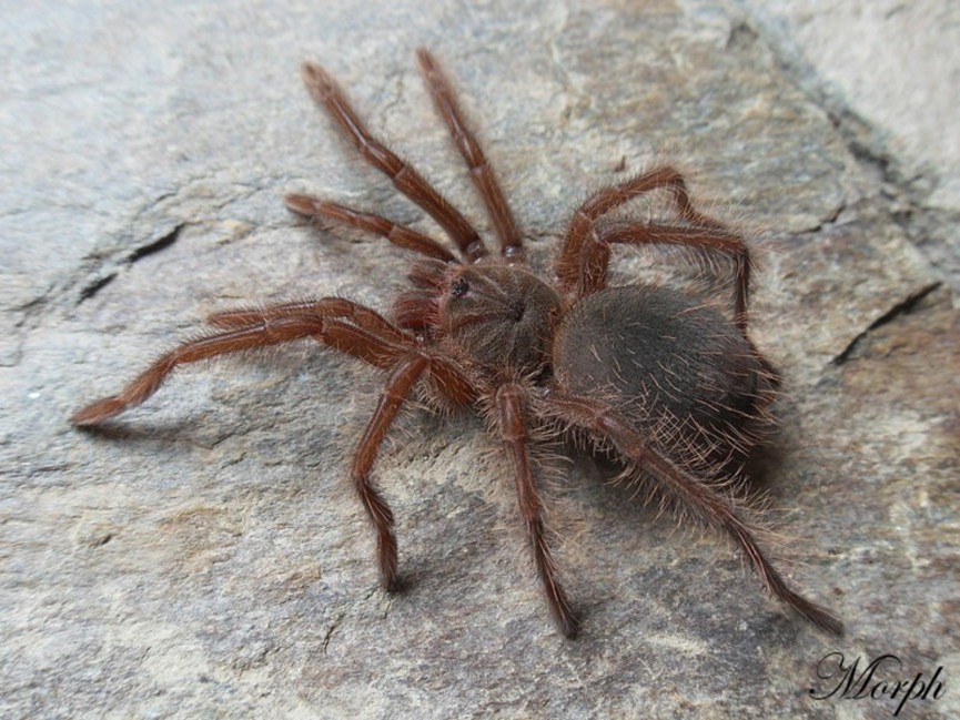 Theraphosa blondi SAMIEC 3DC (5cm)