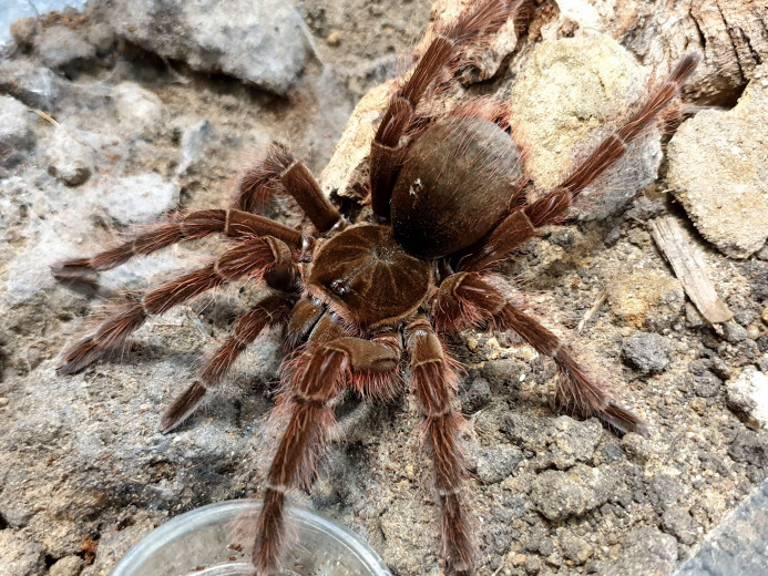 Theraphosa blondi MALE 3DC (5cm)