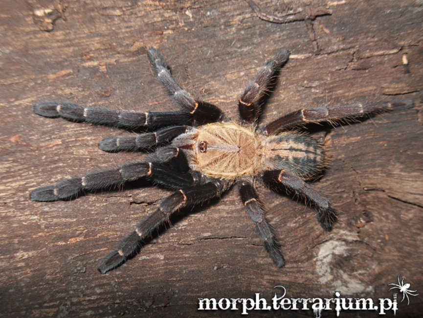 Haplopelma sp. Bach Ma PARA 3DC (5,5cm)