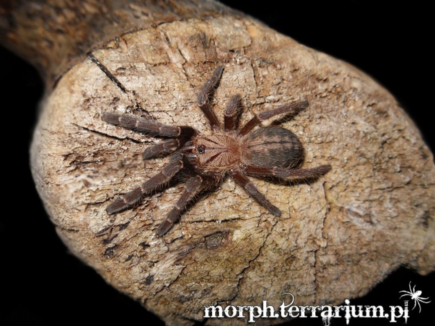 Haplopelma sp. Bach Ma PARA 3DC (5,5cm)