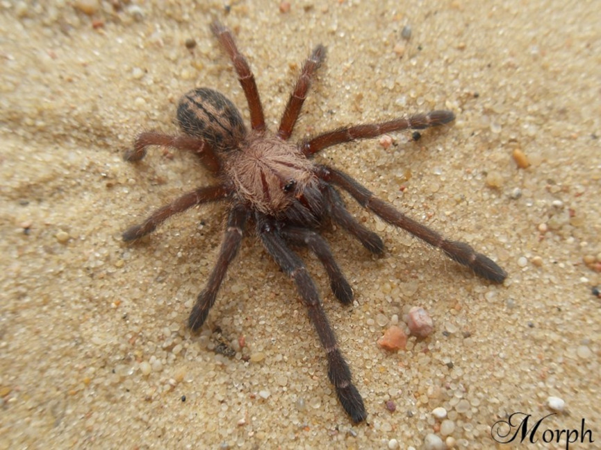 Haplopelma sp. Bach Ma PARA 3DC (5,5cm)