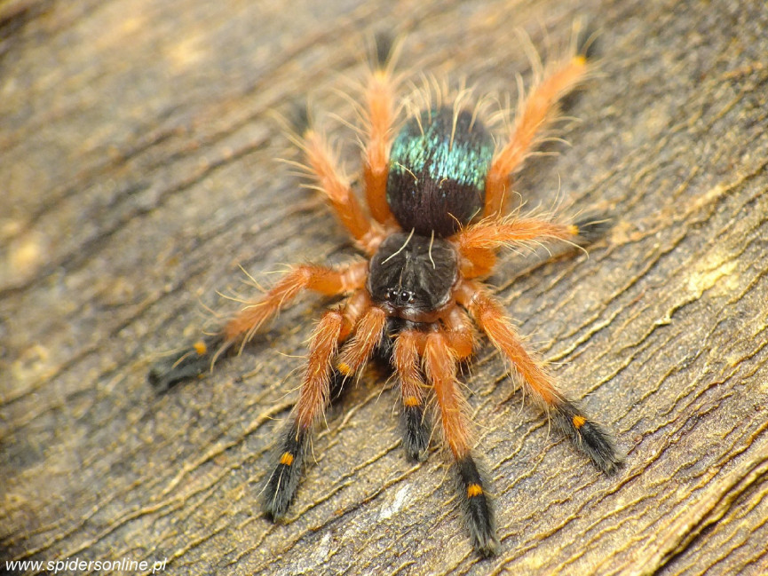 Ephebopus cyanognathus L3 (1,5cm)