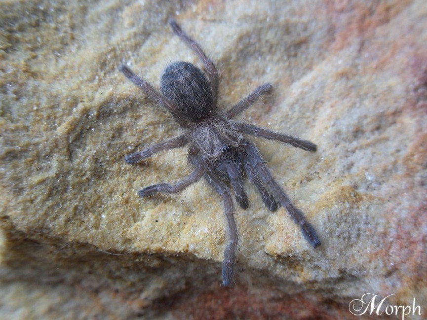 Haplopelma sp. Bach Ma PARA 3DC (5,5cm)