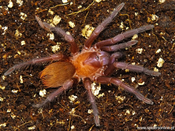 Citharacanthus cyaneus FEMALE 3DC (6,5cm)