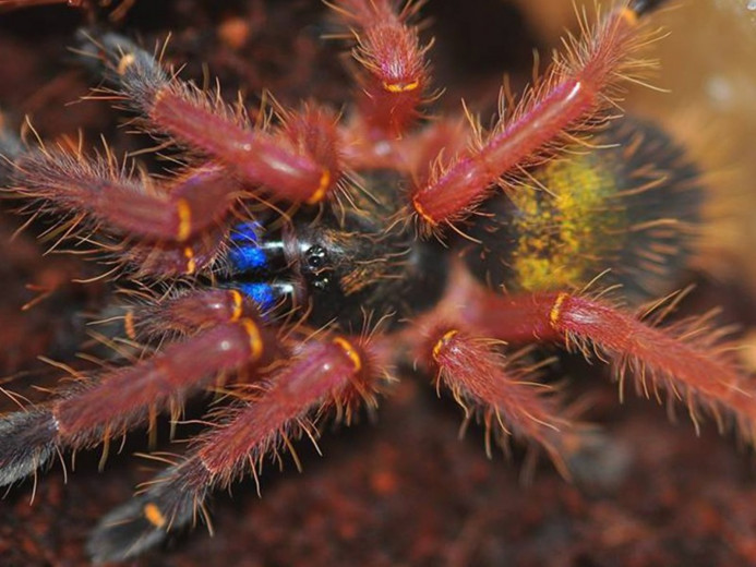 Ephebopus cyanognathus L3 (1,5cm)