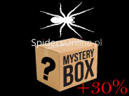 ! Mystery box +30% - our best seller !