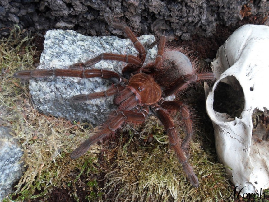 Theraphosa apophysis L2 (3cm)