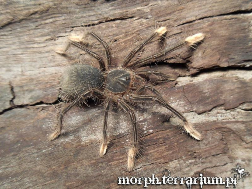 Theraphosa apophysis L2 (3cm)