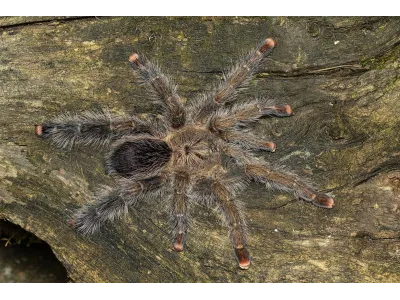 Avicularia aurantiaca samica – ptasznik dla hodowcy