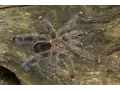 Avicularia aurantiaca samica – ptasznik dla hodowcy