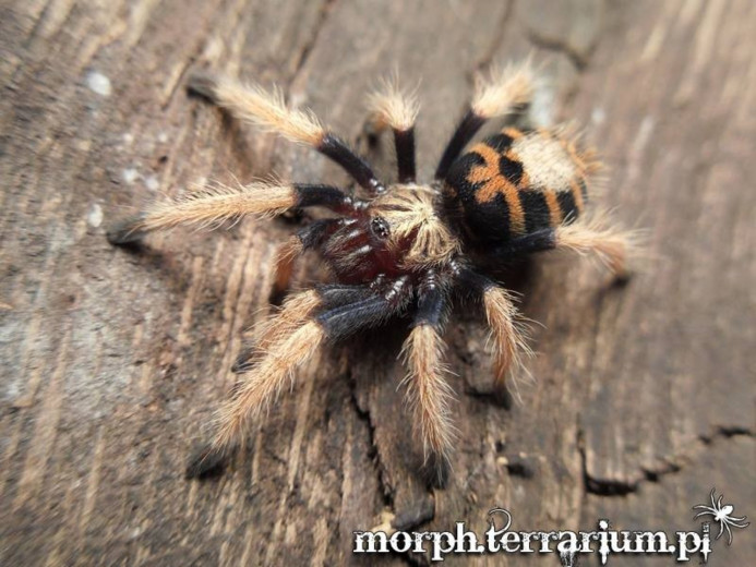 Chromatopelma cyaneopubescens L3 (1,5cm)