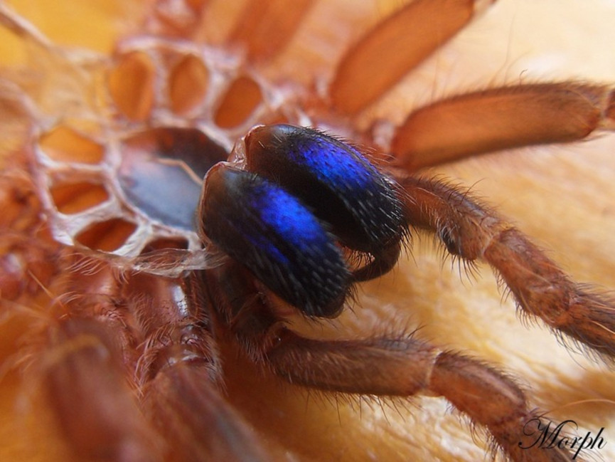 Ephebopus cyanognathus L3 (1,5cm)