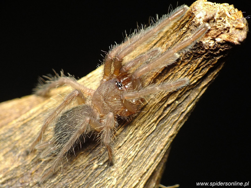 Chilobrachys natanicharum (electric blue) 1DC (2cm) x10