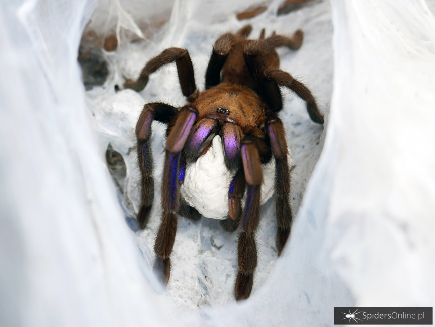 Chilobrachys sp. electric blue FEMALE 3-3,5DC (7cm)