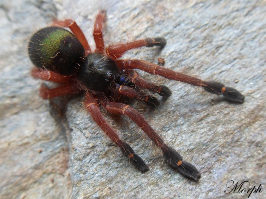 Ephebopus cyanognathus L3 (1,5cm)