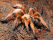 Aphonopelma moderatum L3 (1cm)