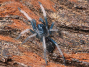 Cymbiapophysa velox ♀ 3DC (5cm)