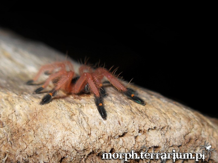 Ephebopus cyanognathus L3 (1,5cm)