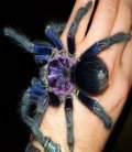 Phormictopus sp. Dominican purple L2 (2cm)